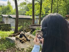 -都江堰中华大熊猫苑