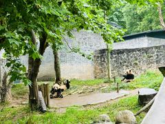 -都江堰中华大熊猫苑