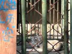 -合肥野生动物园