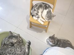 -平行世界·猫咖(首经贸店)