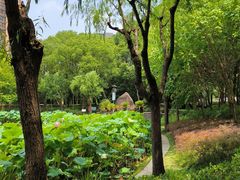 -陈家山荷花公园