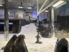 -悉尼海洋生物水族馆