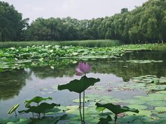 -北陵公园