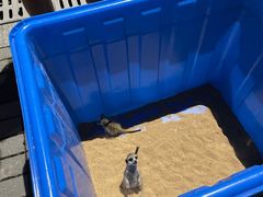 -上海嘉定喜来登酒店