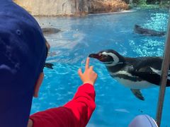 -帝企鹅自助餐厅•儿童岛•真企鹅(长隆企鹅酒店)