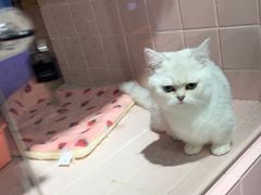 -FAELING PETS美天灵宠物(富力广场店)