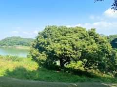 -福建鲤鱼洲酒店