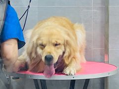 -宠福鑫康馨动物医院·骨科·眼科