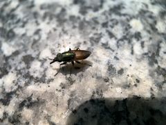 -广州白江湖森林公园