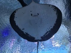 -珠海长隆海洋王国