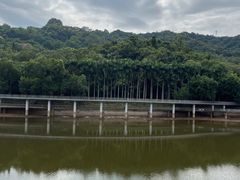 -银湖山郊野公园-相思林