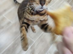 -李小姐の猫咖啡馆(五角场店)