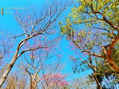 -天适樱花悠乐园