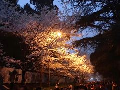 -武汉大学-樱园