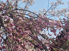 -高东镇樱花园