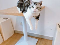 -有喵·猫咖·狗咖·40+猫狗有小奶狗(岗厦店)