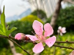 -狐尾山公园