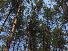 -北纬44度·金珠花海休闲农业旅游景区