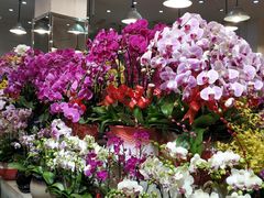 -双季花艺园艺市场(浦东店)