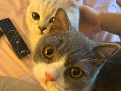 -东方名猫馆·英短金渐层布偶猫舍(环线广场1号楼店)