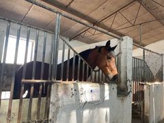 -月河湾马术俱乐部(朝阳店)