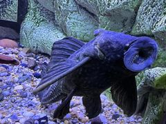 -上海海洋水族馆