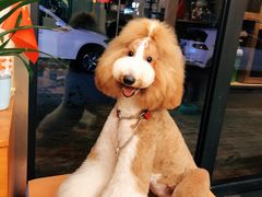 -宠物梦想家(日月豪庭店)