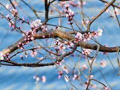 -桃花堤公园