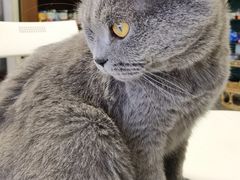 -团子家猫咪猫咖馆·柯基·柯尔鸭