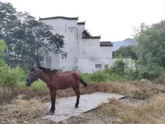 -黟县屏山村