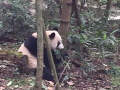 -成都大熊猫繁育研究基地