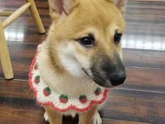 -豆柴町-柴犬主题狗咖(红鼎国际C座店)