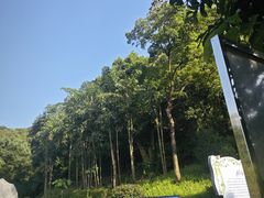 -天鹿湖森林公园
