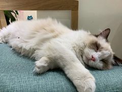 -藏猫猫咖啡主题馆(中央大道店)