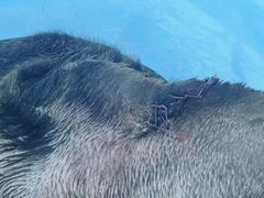 -全心全意连锁动物医院·特色中医诊疗(会城门分院)