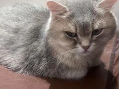 -MOCHA明星猫咖(田子坊店)