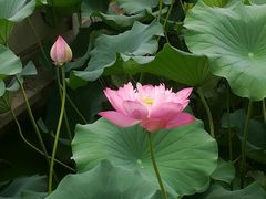 -莲湖公园