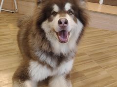 -喵小馆·猫咖狗咖猪咖·饮品店