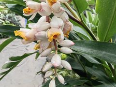 -上海辰山植物园