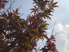 -广州市帽峰山景区