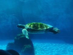 -珠海长隆海洋王国