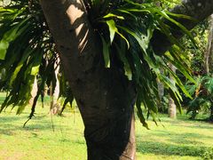 -野象谷景区