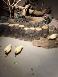 -未来动物城动物主题公园(大悦城店)