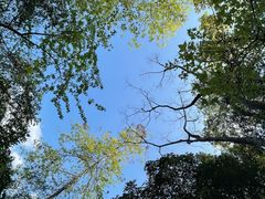 -广州市石门国家森林公园