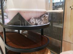 -藏猫猫咖啡主题馆(中央大道店)