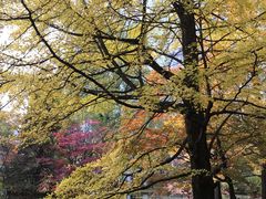 -北海道厅旧本厅舍(旧本庁舎)