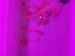 -宝鸡东道花鸟鱼虫市场(吉利花园商场店)