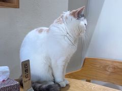 -藏猫猫咖啡主题馆(中央大道店)