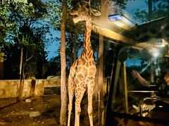 -清迈夜间动物园