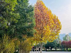 -洋湖国家湿地公园